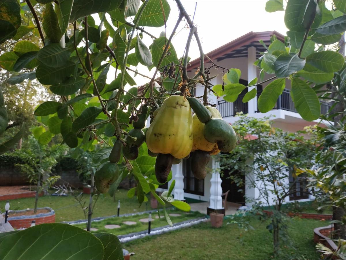 Sigiriya Cashew Palace Resort Daganapothaha エクステリア 写真